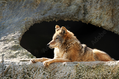 The wolf brightly shined by the sun lays near a cave © Sirer