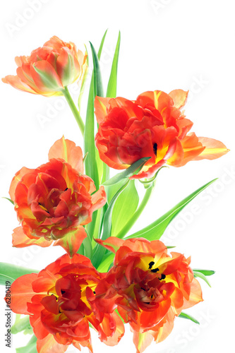 bunch of orange tulips isolated on white background