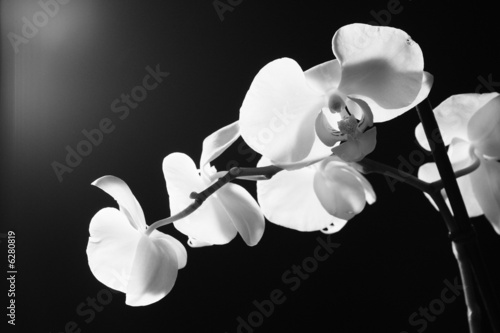 orchidée noir et blanc #6280819