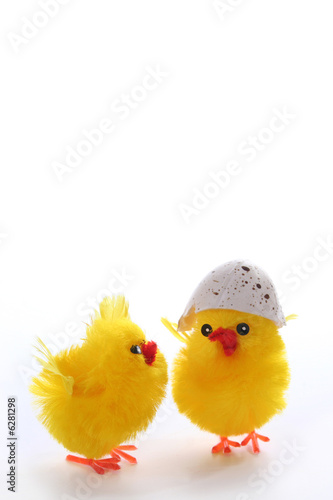 Younger brother of Calimero :)