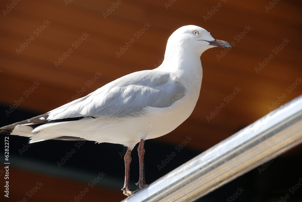 Obraz premium Sea Gull