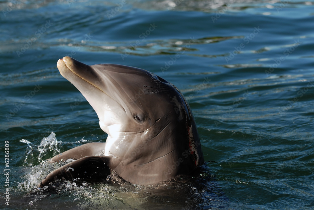 Obraz premium Dolphin