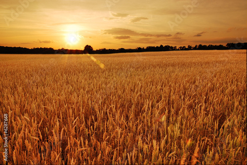 Field of wheat at sunset