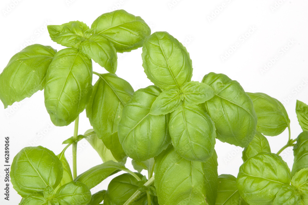 Basilikum Blätter - Basil Leaves Basilikum Blätter - Basil Leaves