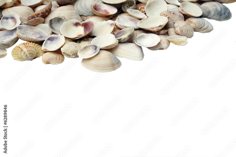 Assortment of seashells a white byckground