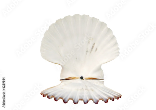 beautiful open shell isolated on white background