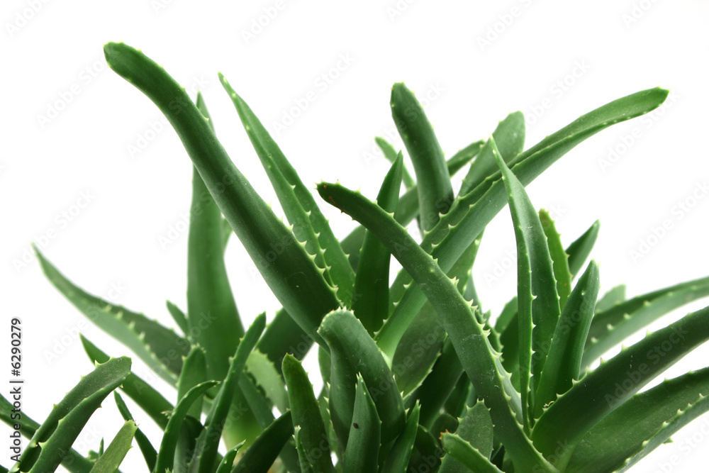 Obraz premium aloe vera