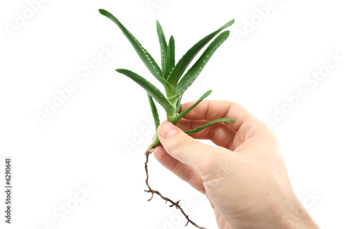 aloe vera and hand photo