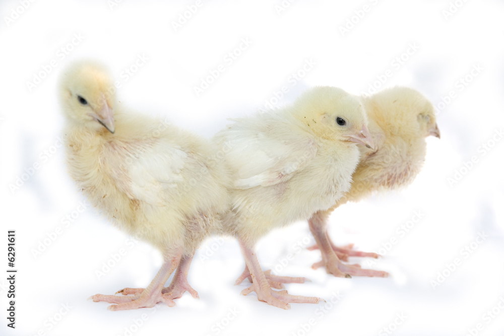 Fototapeta premium Easter chicks