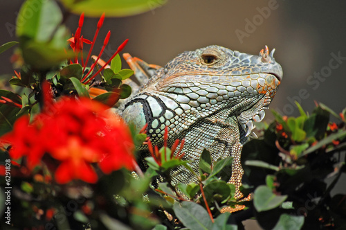 Green iguana peeking through the bushes in Mexico.