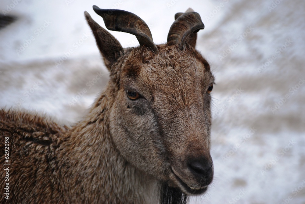 Fototapeta premium Billy-goat portrait