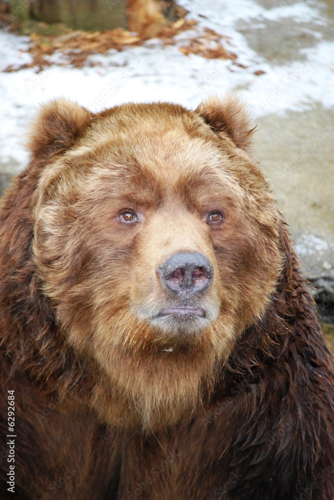 Fototapeta premium Bear portrait