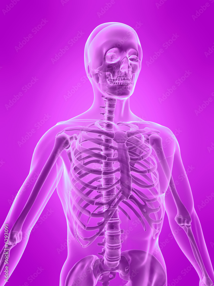 oberkörper eines menschlichen skeletts oberkörper eines menschlichen skeletts