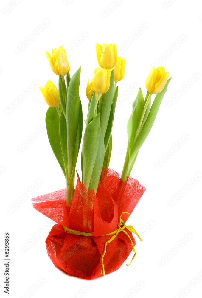 natural fresh tulips over white