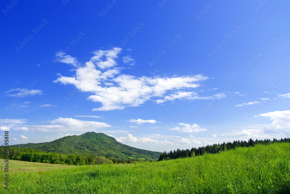 Photo of meadow in sunny day.