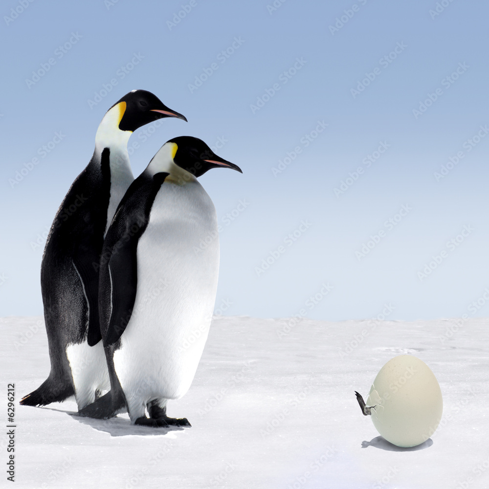 Obraz premium Penguin Mother and Father with hatching baby