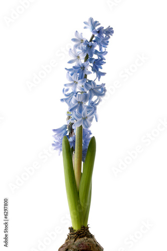 Flowers of a hyacinth on white background