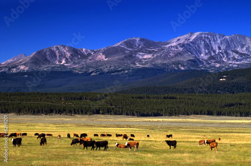 Cattle among Colorado mountains