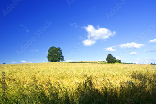 Farmland with lonely tree.