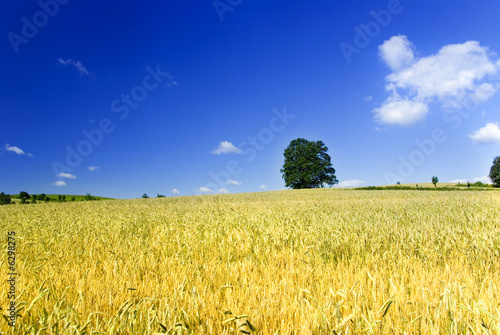 Farmland with lonely tree.