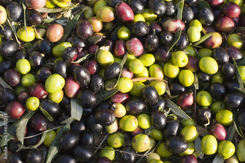 Raw olives straight out of the tree