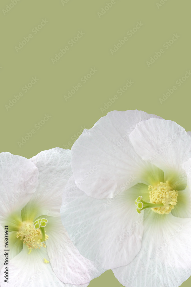 Spring flowers