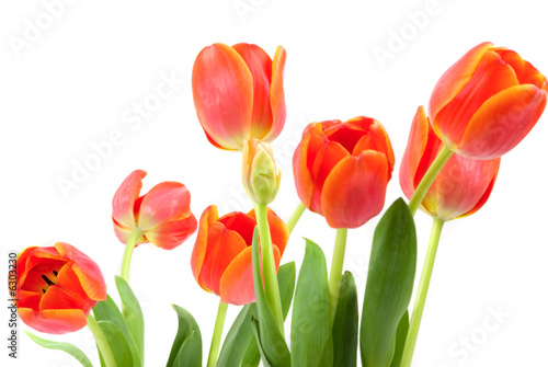 Elegant tulips