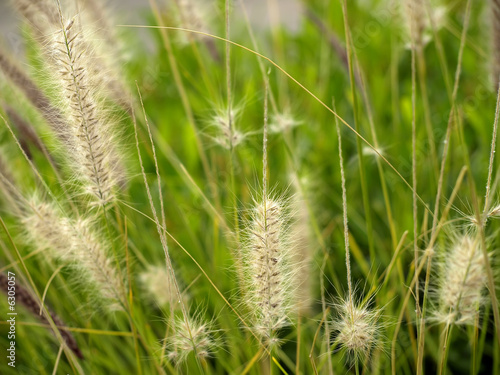 Detail of grass in a Mediterranean field
