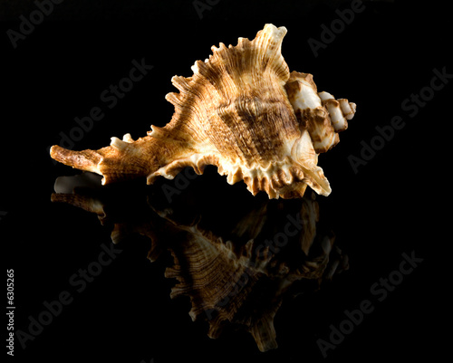Apple Murex seashell on a black reflective background