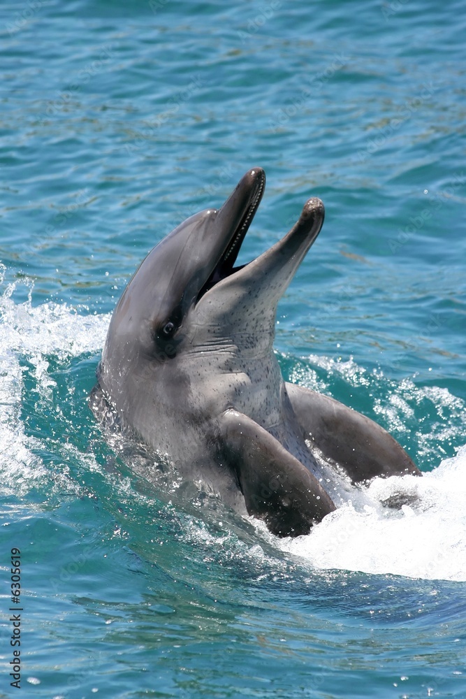 Naklejka premium Bottenose Dolphin