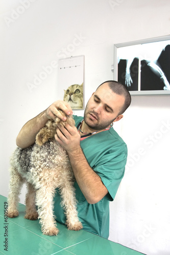 Veterinarian Doctor in the office looking at a dog teeth