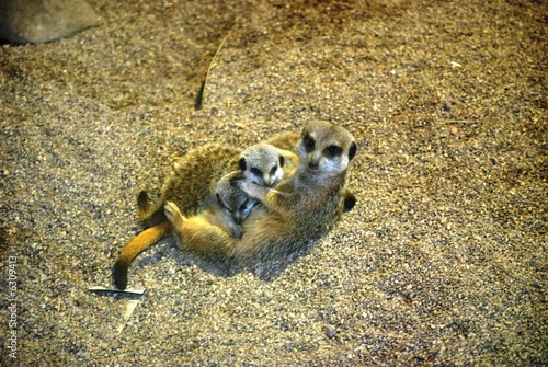 Suricate, nursing her babies photo