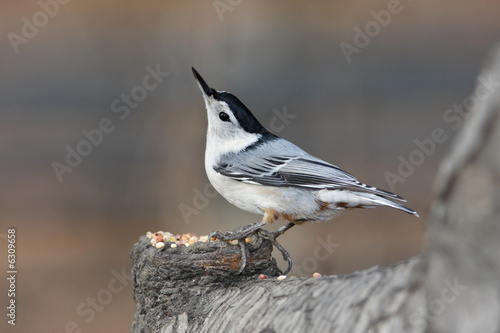 White-breasted nuthatch 