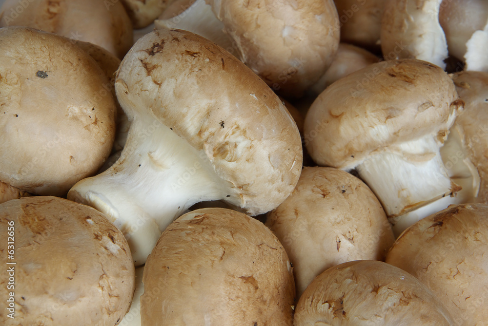 Champignon 01 Champignon 01