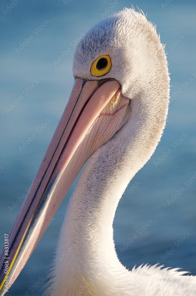 Pelicans