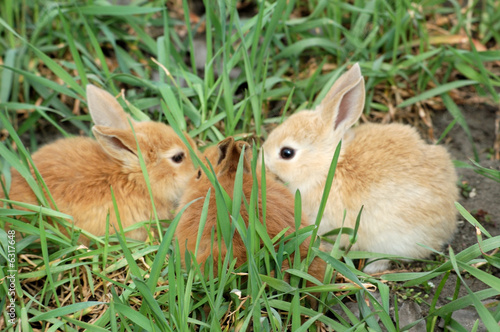 three small rabbits sitting snout ahead each other