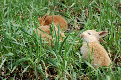 three small rabbits sitting together and eating green grass photo