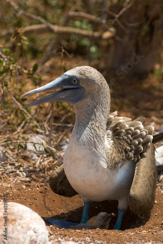 blue-footed booby with nestling, galapagos islands, equador. photo