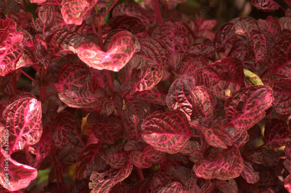hojas rojas Stock Photo | Adobe Stock