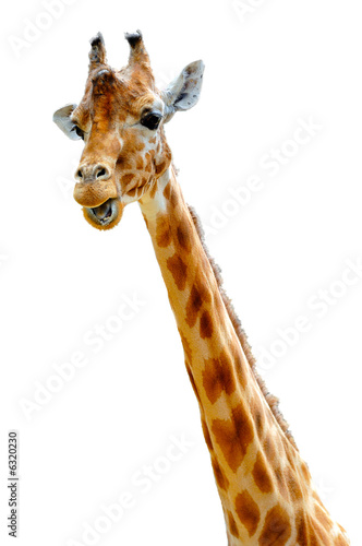 Isolated head of chewing giraffe