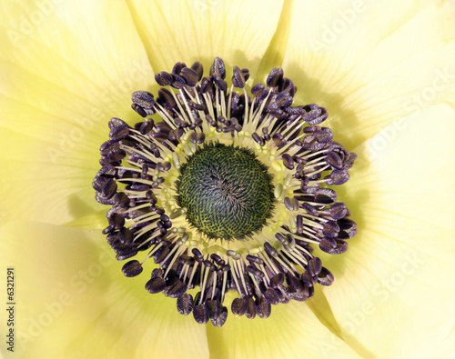 Close up of a white flower (Anemone)