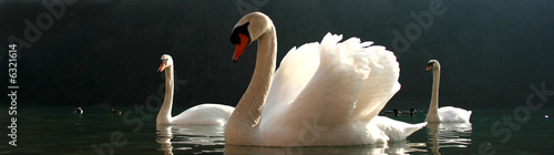 cygne e