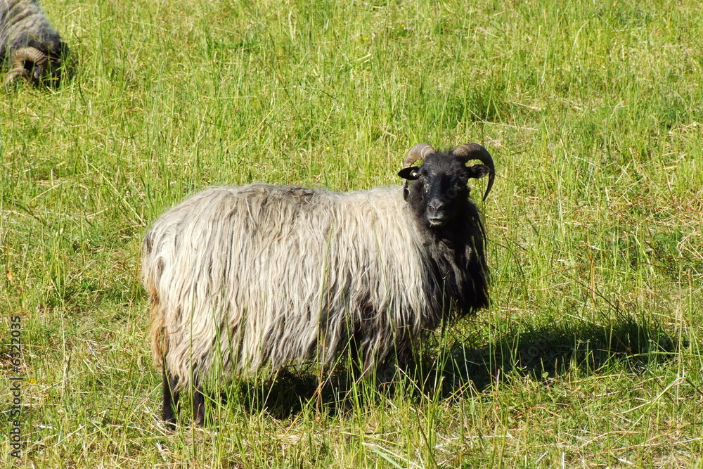 Obraz premium Heidschnucke