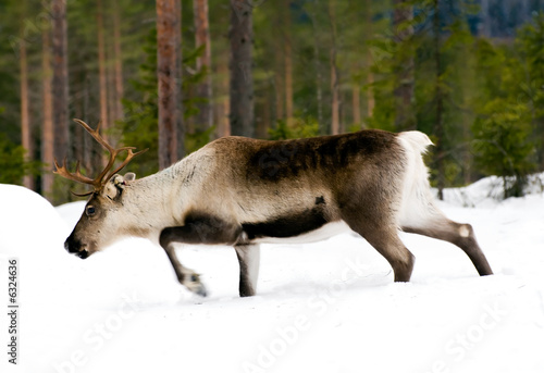 reindeer © Andreas Gradin