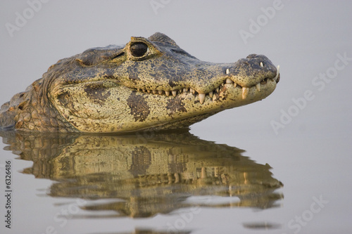 Spectacled caiman (Caiman crocodilus), Pantanal, Brazil photo