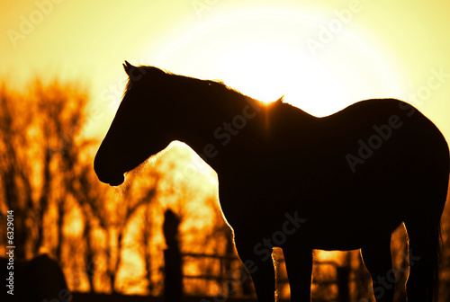 horse silhouetted at sunset.