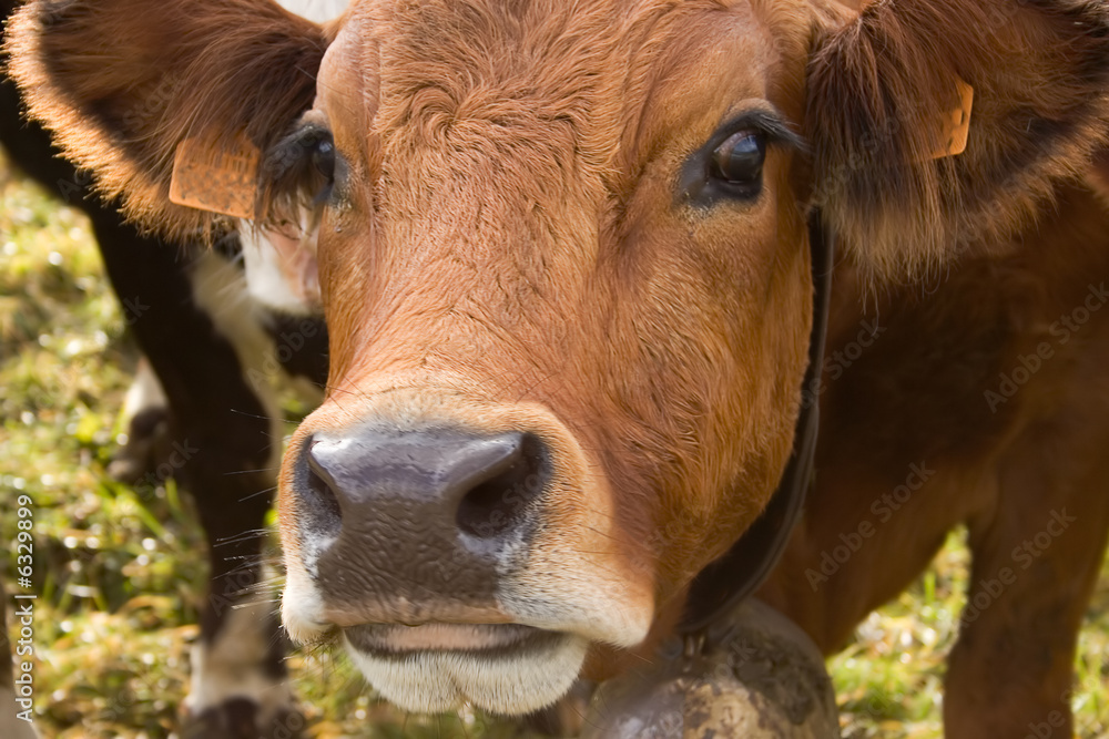 Fototapeta premium portrait of a cow