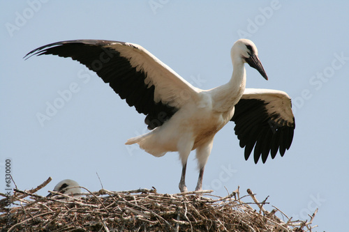 Storch photo