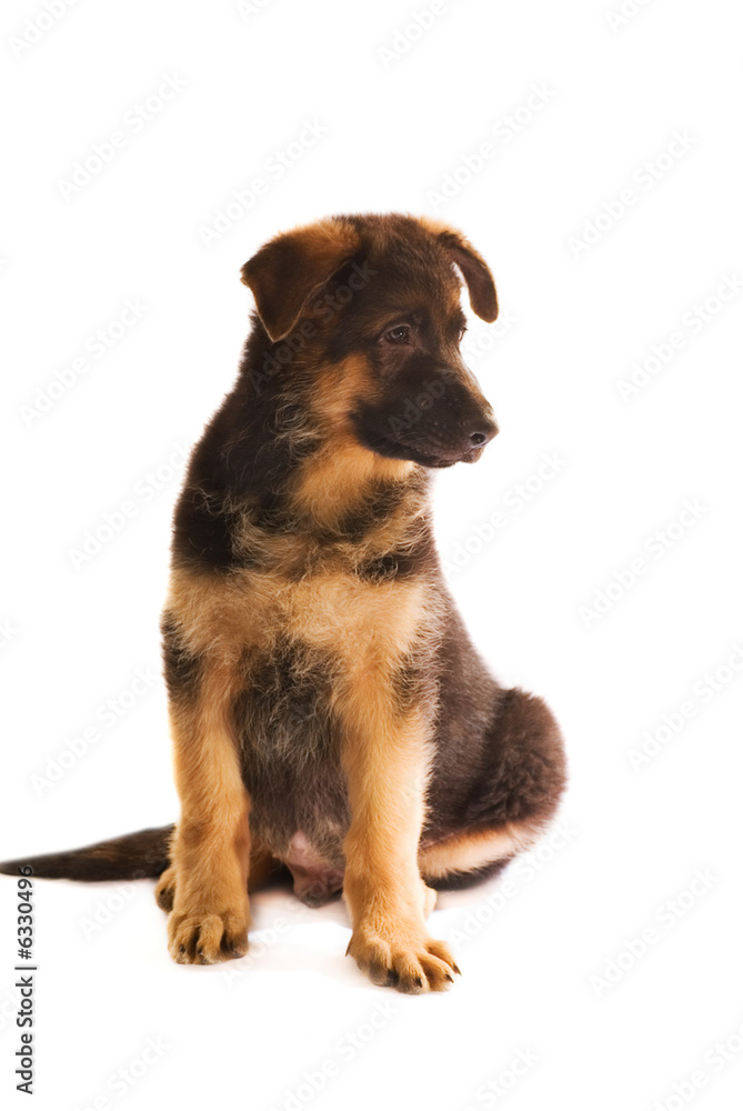 Fototapeta premium German shepherd puppy isolated on white background