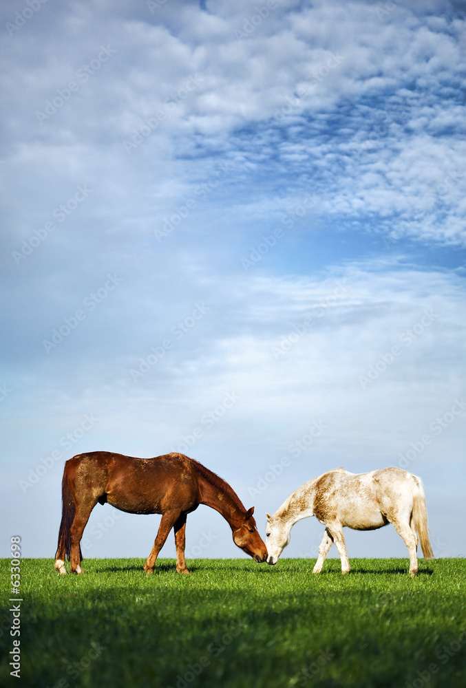 horses on meadow, tenderly touching noses, cloudy sky horses on meadow, tenderly touching noses, cloudy sky